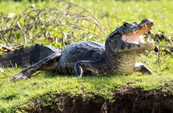 Sonhos com jacarés, crocodilos – significado e interpretação