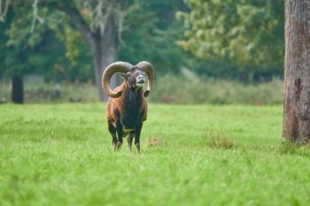 Ceres em Áries – Mulher, Homem, Significado, Personalidade