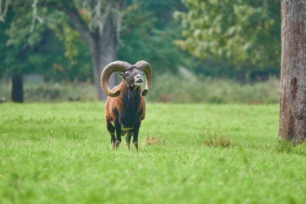 Ceres em Áries – Mulher, Homem, Significado, Personalidade