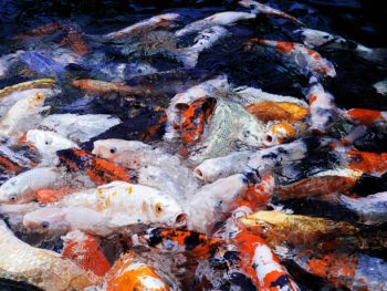 Juno em Peixes – Mulher, Homem, Significado, Personalidade