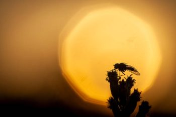 Sonhos sobre insetos – interpretação e significado