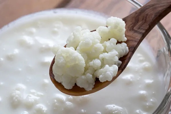 Kefir de Leite e Kefir de Água: Como Preparar, Benefícios e Dicas Atualizadas